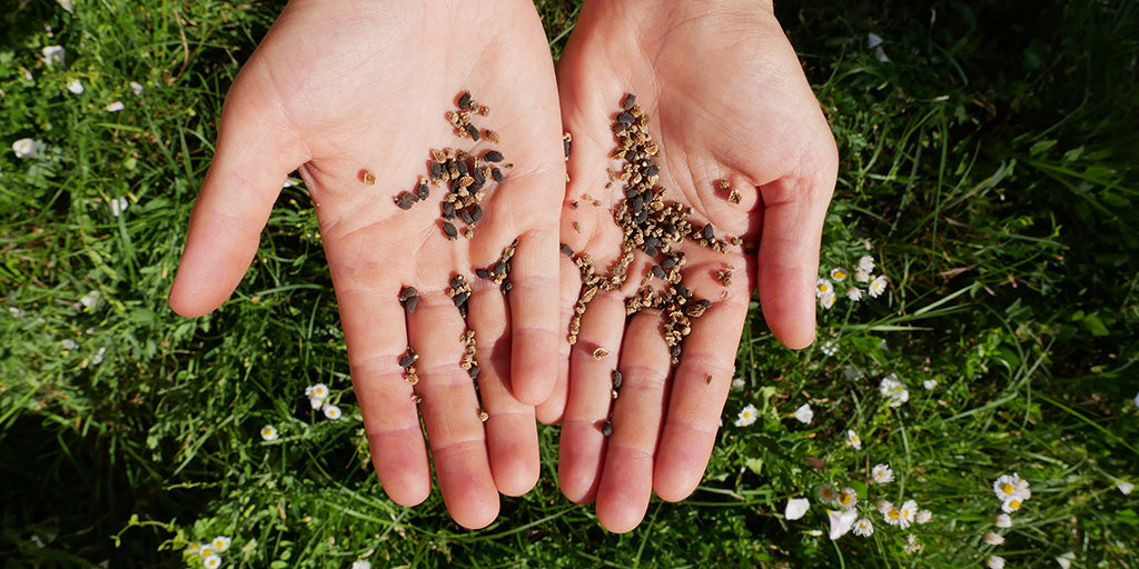 Saatgut wird in zwei offenen Händen über einer Gänseblumenwiese gehalten