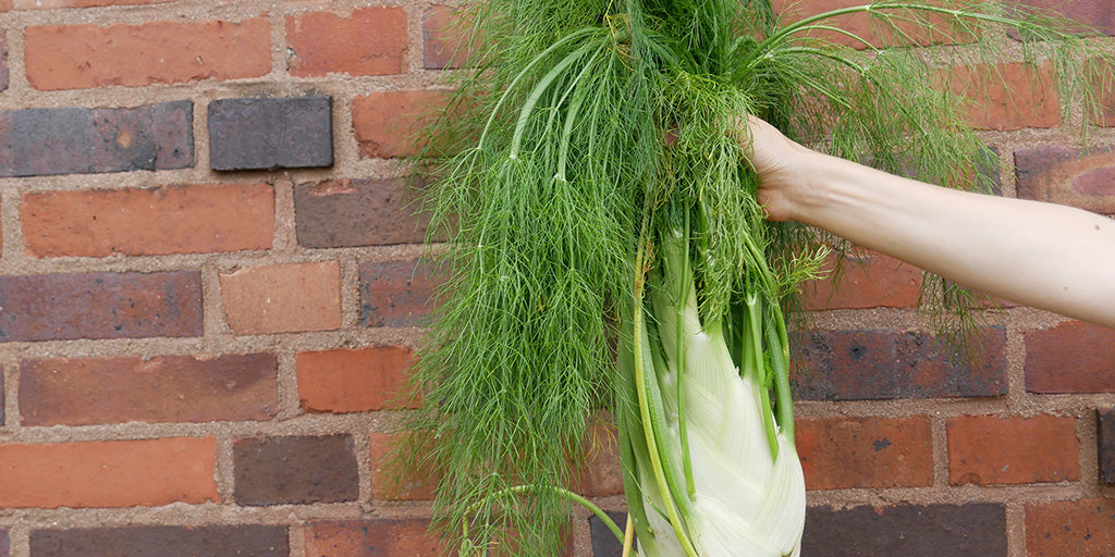 Großes Gemüse wird von einer Hand vor eine Backsteinwand gehalten