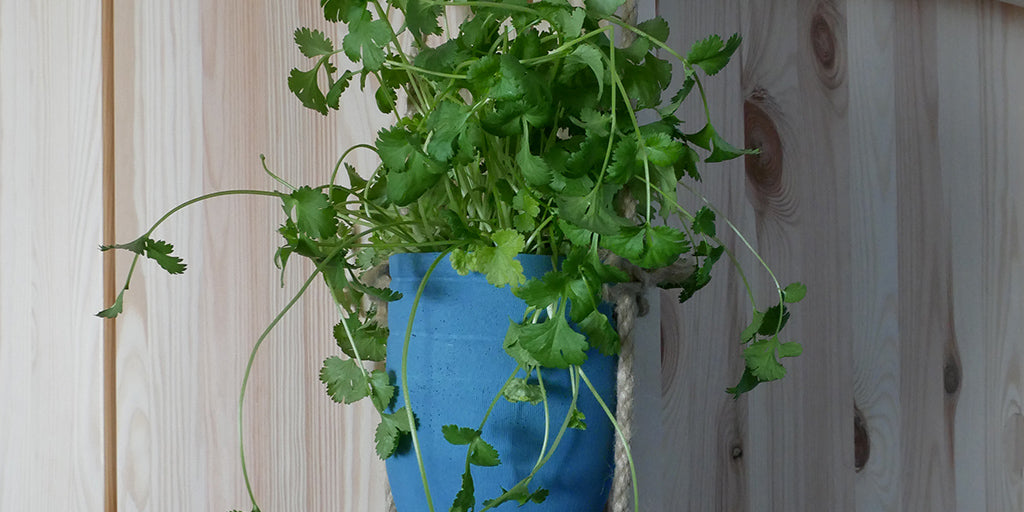 Eine Pflanzen-Ampel aus alten Plastikflaschen hängt vor einem Holzschrank und ist gefüllt mit Koriander