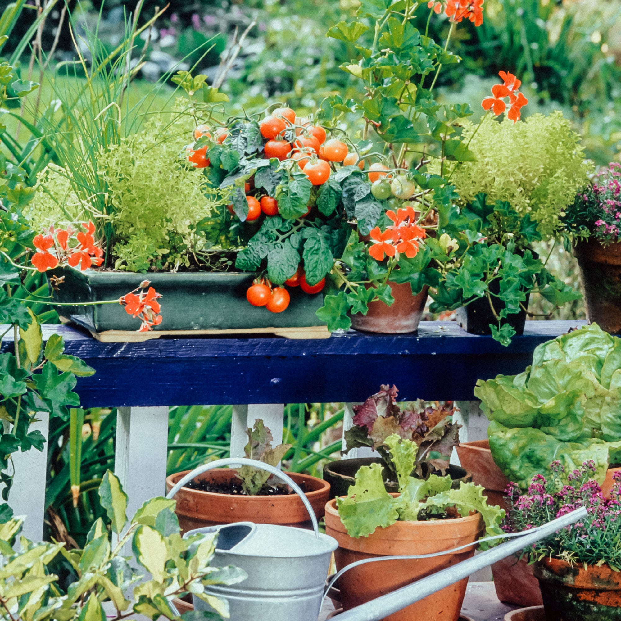 Garten mit Tomaten, Salat und anderen Pflanzen