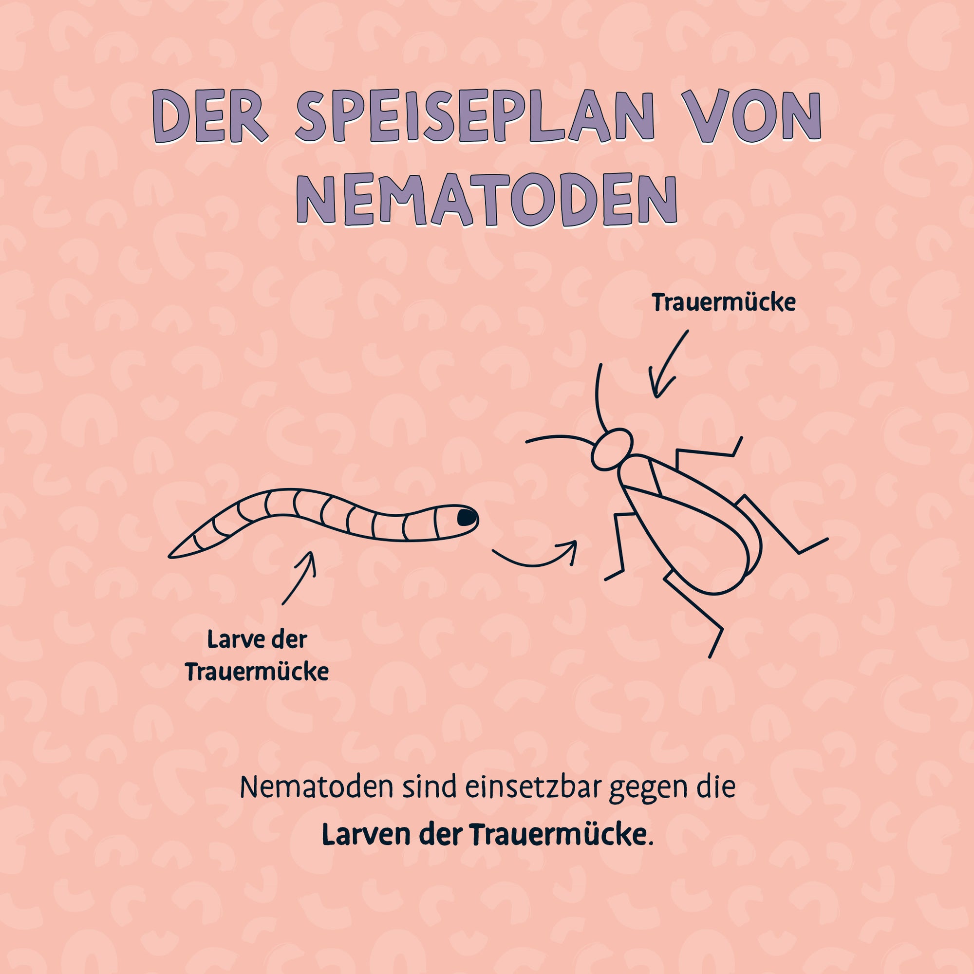 Nematoden (Steinernema feltiae)